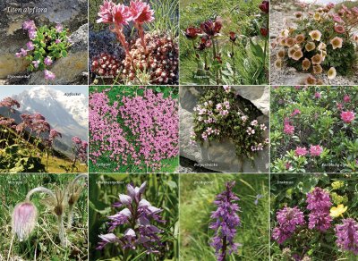 Vandra i Alperna: Chamonix