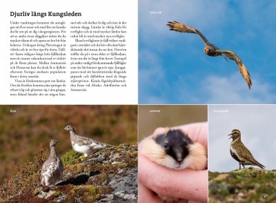 Djurliv längs Kungsleden